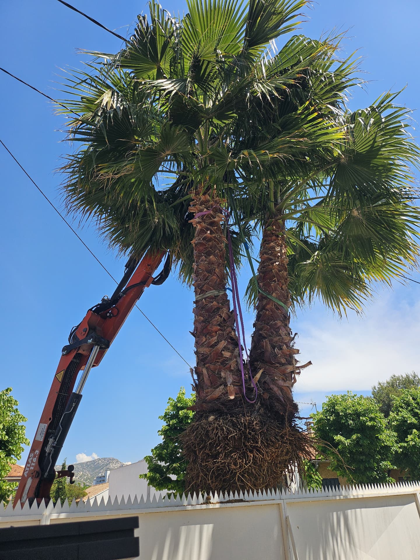 Grutage d'un palmier double