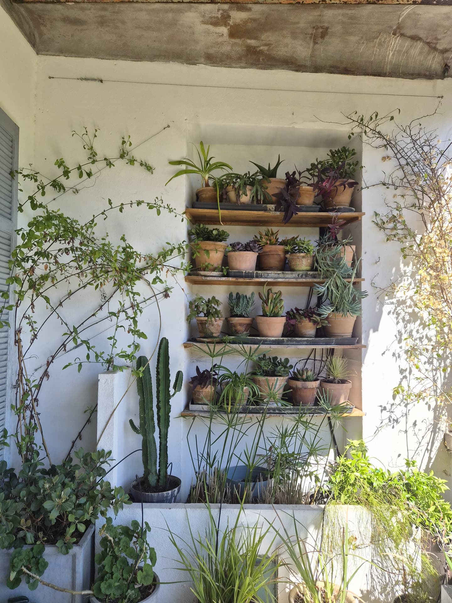 Étagères de plantes grasses en pots de terre cuite et plantes grimpantes