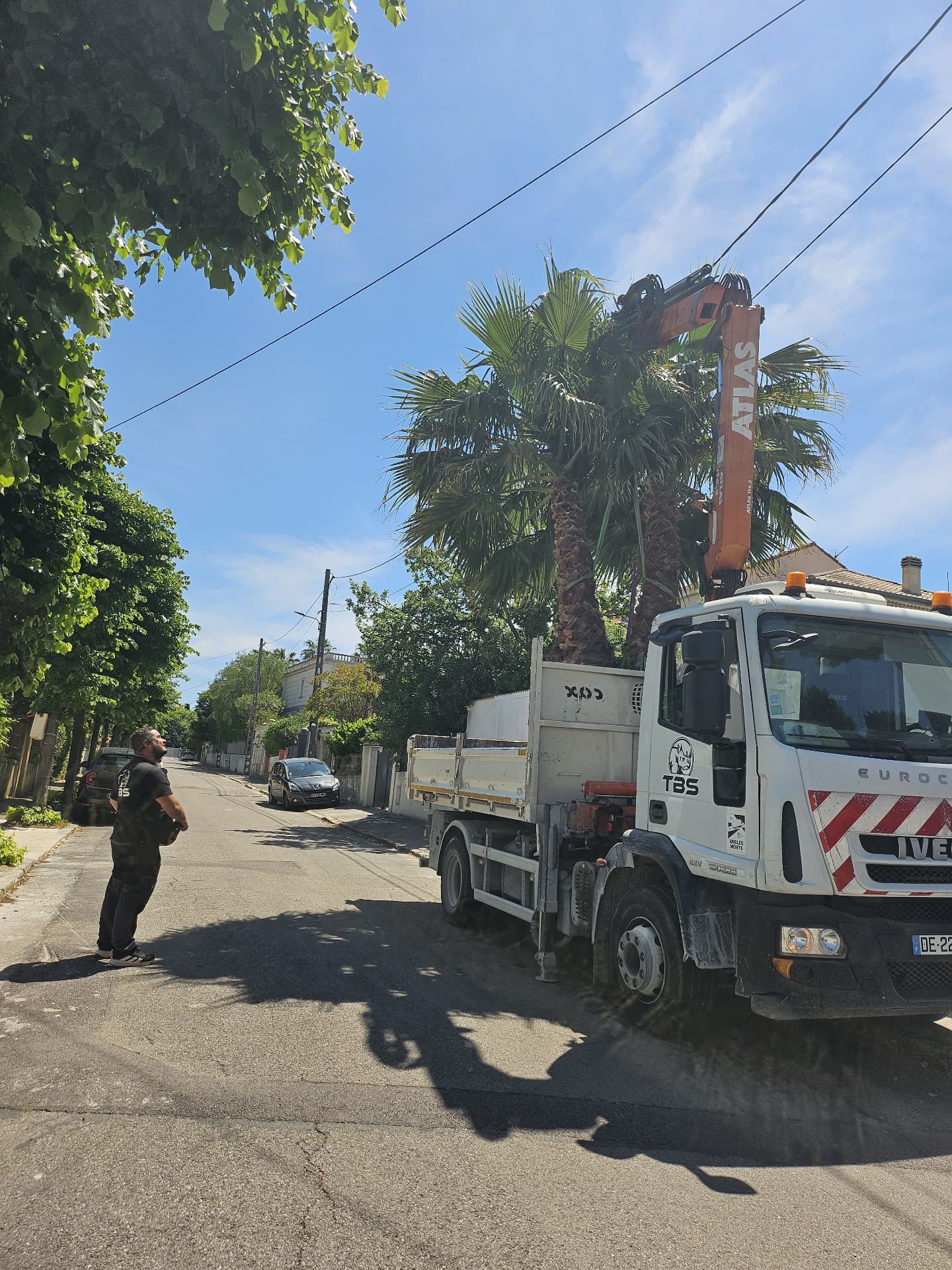 Livraison d'un palmier par camion-grue