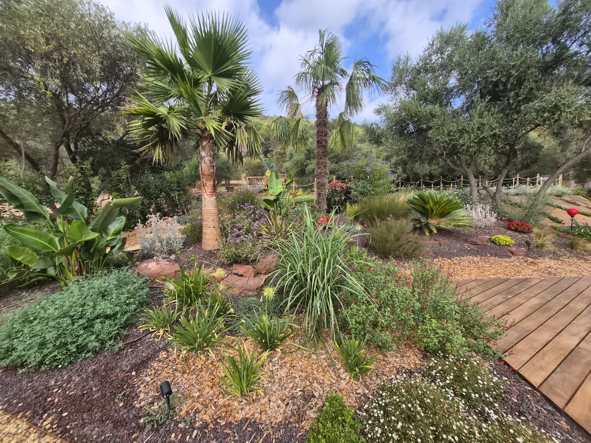 Massif exotique, oliviers et platelage bois