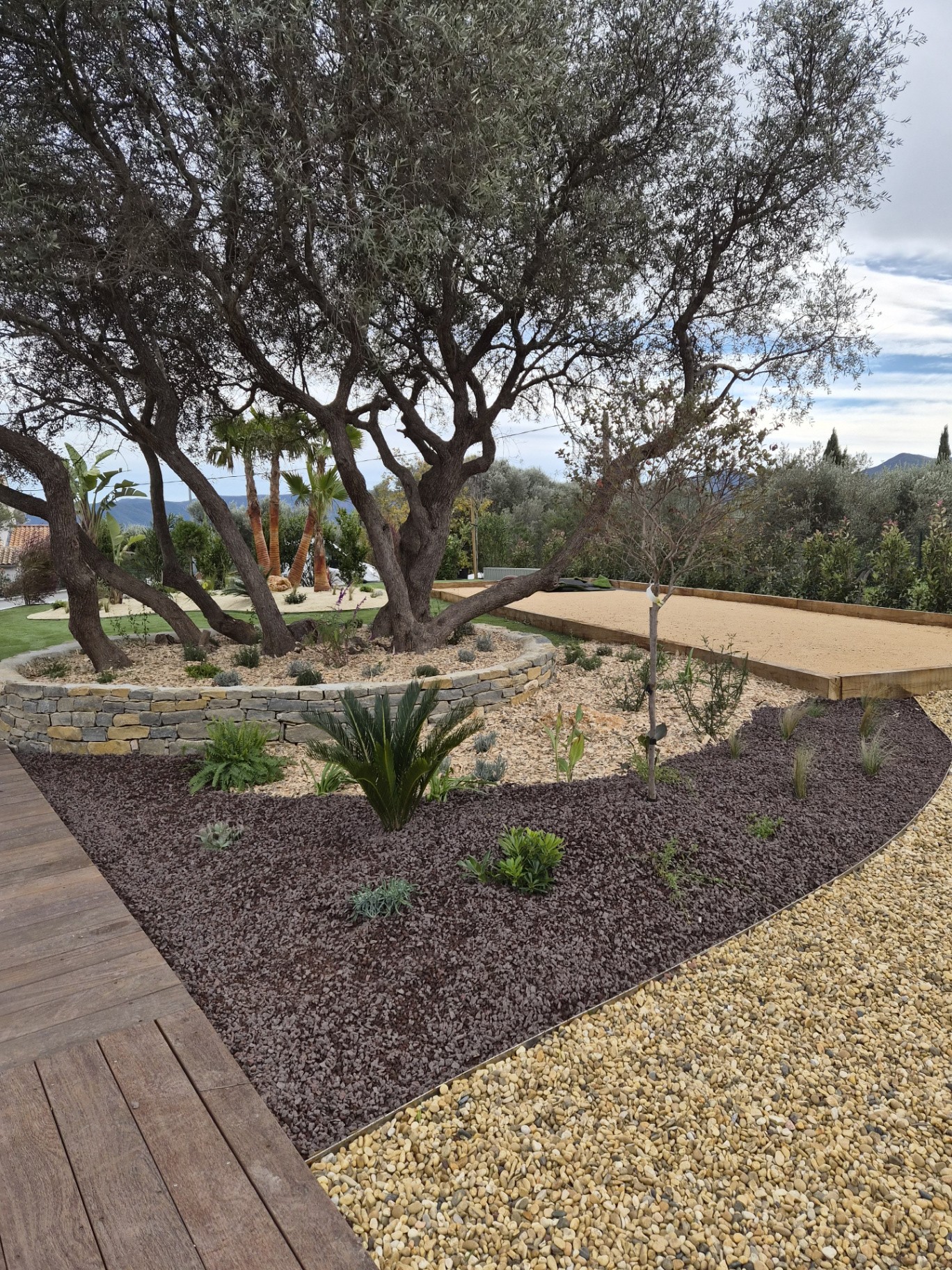 Jardin paysager avec olivier