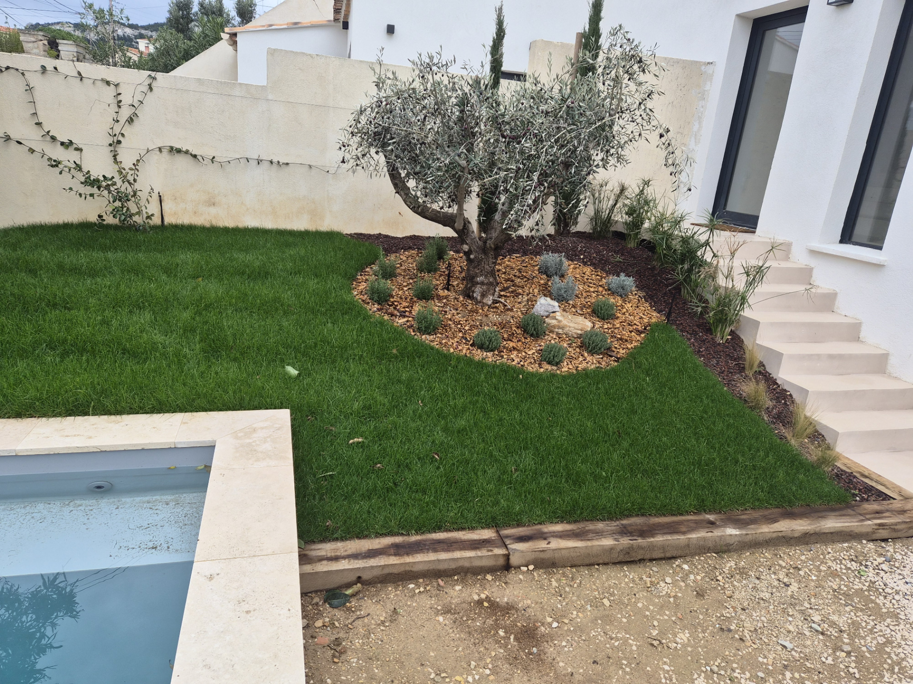 Petit olivier et piscine